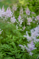 The orange flower of a tall fennel plant.