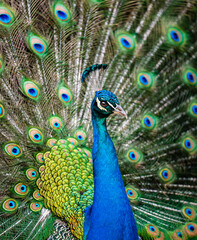 Fototapeta na wymiar Peacock