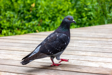 pigeon