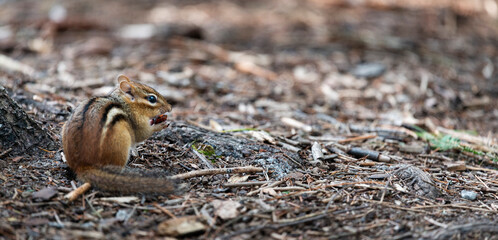 looking at a chipmunk from behind seeing its black, white and brown striped back while it is eating 