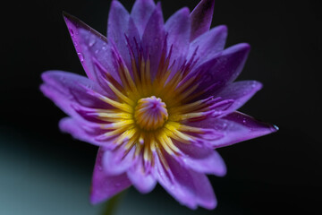 Purple lotus on black background. Close up of water lily.