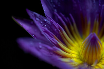 Purple lotus on black background. Close up of water lily.