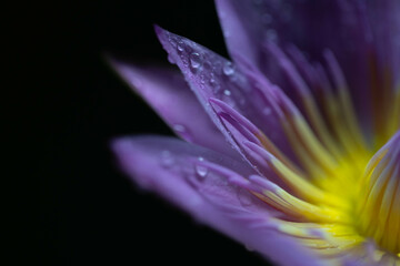Purple lotus on black background. Close up of water lily.