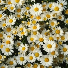 Daisies on white. Chamomile flowers background. (Generative AI)