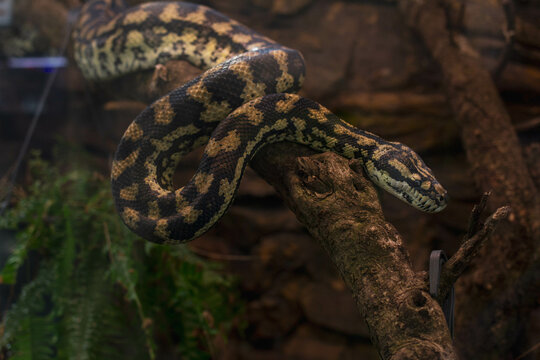 snake in the tree