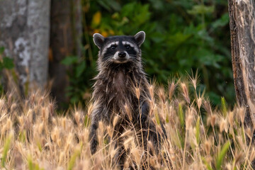 Raccoon sits in the grass in the evening. Wildlife photography.	