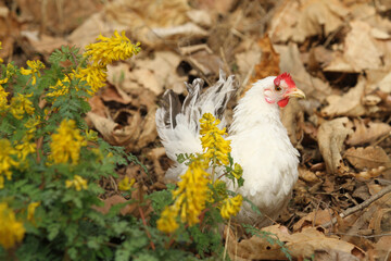 white chicken in the flowers