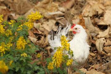 white chicken in the flowers