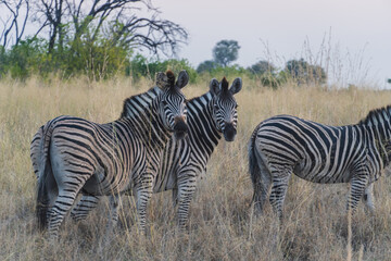 Fototapeta na wymiar zebras in botswana