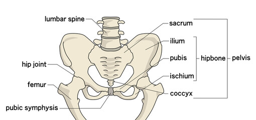 骨盤の構造線画カラーイラスト