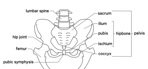 骨盤の構造線画イラスト