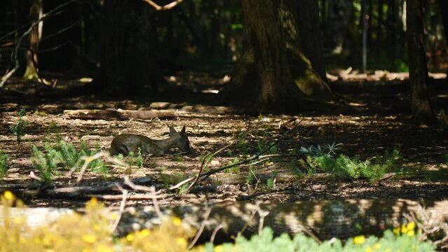 Fallow deer in natural environment. Vision Park in Auberive region, France. Slow motion