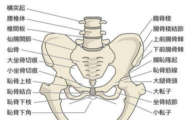骨盤の構造線画カラーイラスト