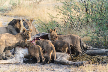 pride of lions eating giraffe