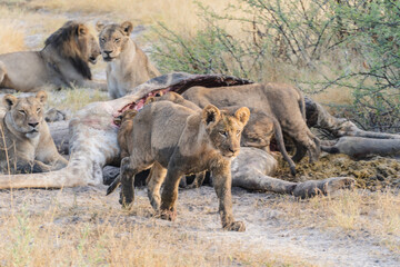lion cub near a feast