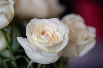 Detalle de Rosas blancas 