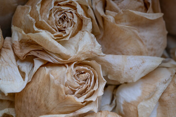 Detalle de flores Rosas blancas en proceso de secado y marchitado, color vintage.