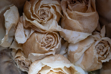 Detalle de Rosas blancas en proceso de marchitado, color vintage.