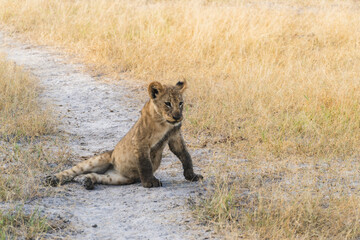 lion cub sitting on dirt path