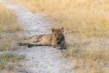 lion cub laying on dirt path