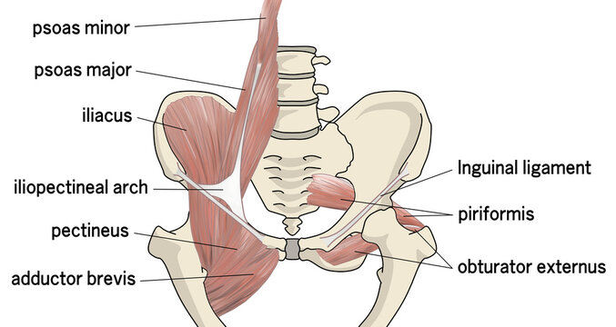 骨盤の筋肉のカラーイラスト