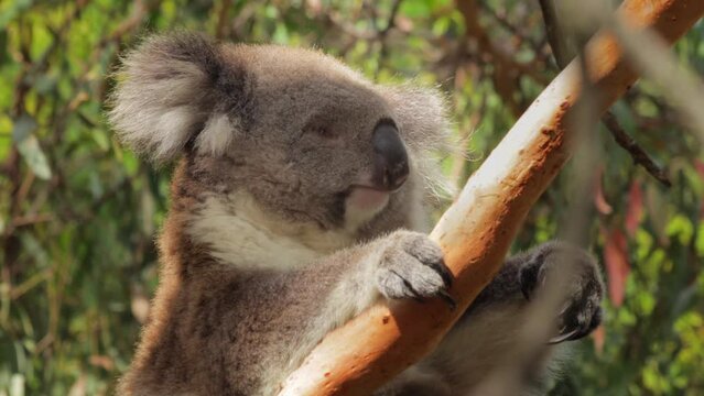 Koala Sleeping Sitting in Tree Then Wakes Up and Scratches Itself. Close Up. Daytime Sunny, Phillip Island Victoria Australia