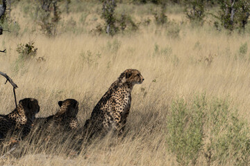 cheetah family taking a break from the heat