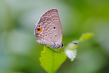 Life History of the Cycad Blue (Chilades pandava pandava)