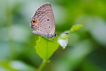 Life History of the Cycad Blue (Chilades pandava pandava)