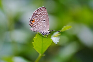 Life History of the Cycad Blue (Chilades pandava pandava)