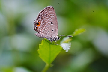 Life History of the Cycad Blue (Chilades pandava pandava)