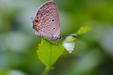 Life History of the Cycad Blue (Chilades pandava pandava)