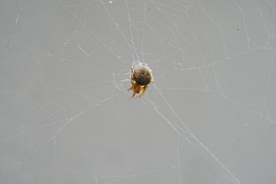 Orb Weaver Spiders on the web