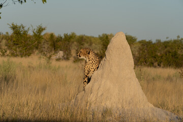cheetah on termite mound