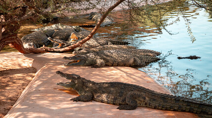 Dubai crocodile park