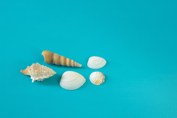 Turquoise background with light small shells with copy space