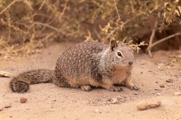 Naklejka na ściany i meble Docile Desert Rodent, the California Ground Squirrel (Otospermophilus beecheyi). Cute and cuddly loaf of a critter, living amongst the scrub vegetation and arid landscape