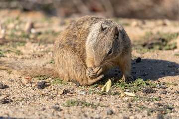 California Ground Squirrel (Otospermophilus beecheyi) preening and cleaning its little feet. Other than feeding ensuring its coat is in order is among this rodents top priorities