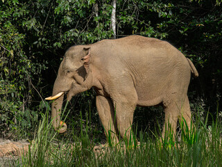Captivating Asian Elephant Trekking Through the Mystical Forest