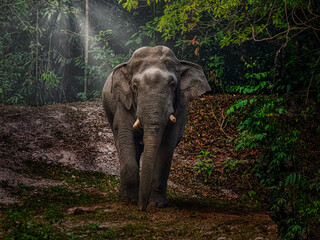 Title: Majestic Asian Elephant Strolling Through the Enchanting Forest