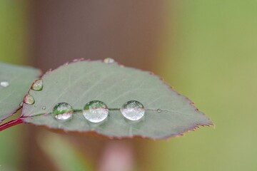 バラの葉の三つの雫