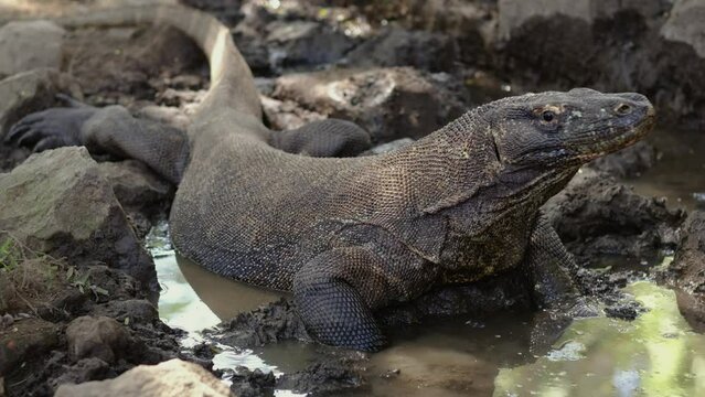 A large Komodo dragon lying near a pond and looking into the camera.