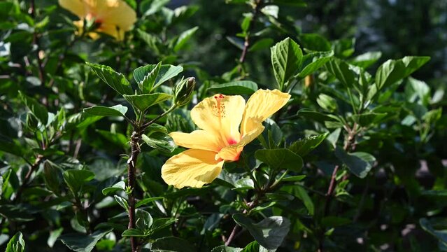 Yellow Hibiscus flower blooming in a bright sunny day in mid summer in backyard garden.