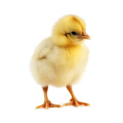 Cute little chicken isolated on white background. Baby chicken. Little yellow chick, Generative AI
