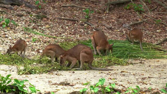 Mob of agile wallabies, macropus agilis busy feeding on green vegetations on the ground, native Australian wildlife species.