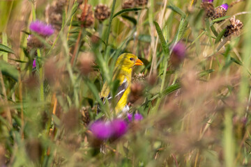 American Goldfinch in the Thistles