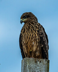 Black kite(juvenile)