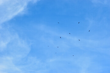 paisaje, té, verde, campa, árbol, naturaleza, agricultura, montagna, cerro, plantaciones, chacras, cielo, verano, bosque, impresiones, arroces, fábrica, asia, campesina, árbol, dehesa, campo, primaver