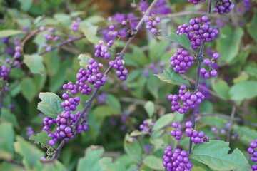 ムラサキシキブ