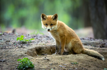 Cute young red fox in the forest ( Vulpes vulpes )